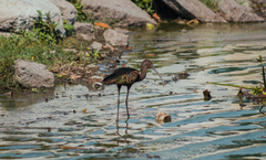 Plegadis chihi