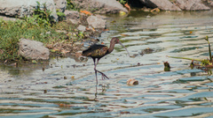 Plegadis chihi