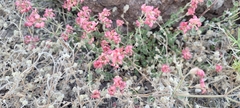 Viviania marifolia