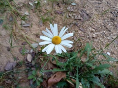 Leucanthemum vulgare pujiulae