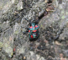 Tylospilus chilensis