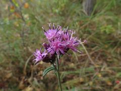 Saussurea maximowiczii