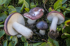 Russula laccata