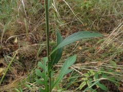 Saussurea maximowiczii