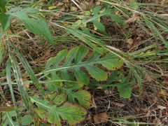 Saussurea maximowiczii