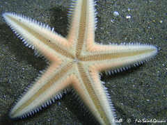 Astropecten jonstoni