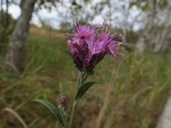 Saussurea maximowiczii