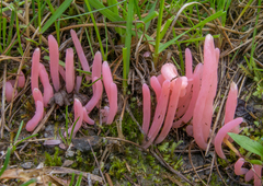 Clavaria rosea