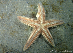 Astropecten platyacanthus