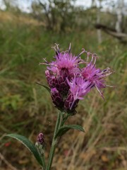 Saussurea maximowiczii