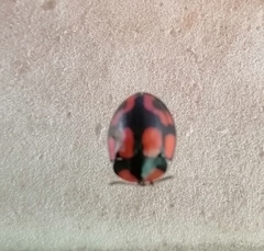 Botanochara angulata