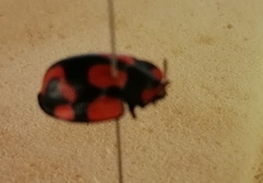 Botanochara angulata