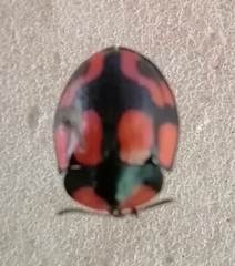 Botanochara angulata