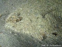 Arnoglossus laterna