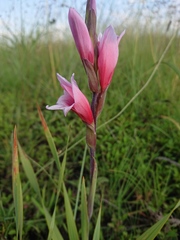 Gladiolus sericeovillosus