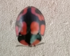 Botanochara angulata