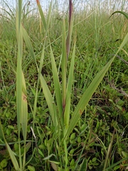 Gladiolus sericeovillosus