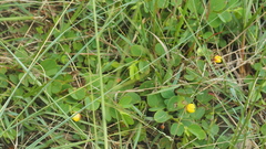 Chamaecrista rotundifolia
