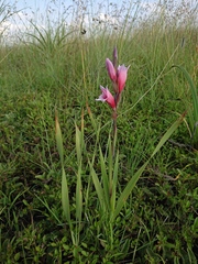 Gladiolus sericeovillosus