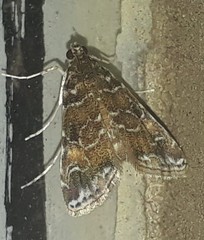 Elophila difflualis
