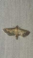 Cnaphalocrocis trebiusalis