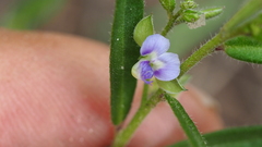 Polygala triflora