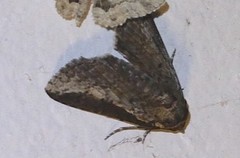 Lophoptera vittigera