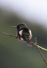 Philodice mitchellii