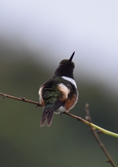 Philodice mitchellii