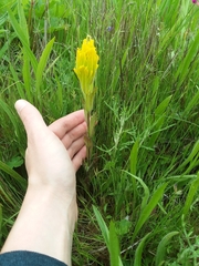 Castilleja levisecta