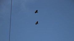 Amazona autumnalis salvini