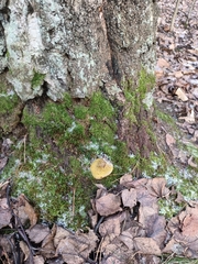Scleroderma