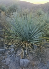 Dasylirion cedrosanum