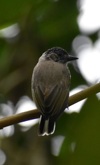 Picumnus olivaceus