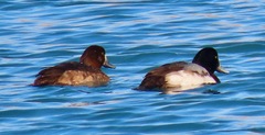 Aythya marila