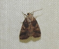 Chlumetia