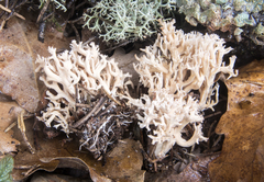 Ramaria gracilis