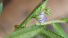 Polygala triflora