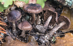 Cortinarius sacchariosmus