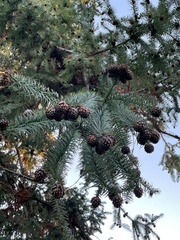 Cunninghamia lanceolata