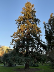 Cunninghamia lanceolata