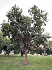 Arbutus × andrachnoides