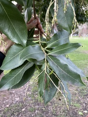 Arbutus × andrachnoides