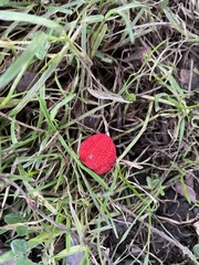 Arbutus × andrachnoides