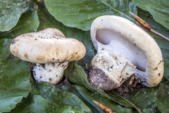 Cortinarius variegatus