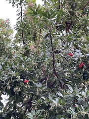 Arbutus × andrachnoides