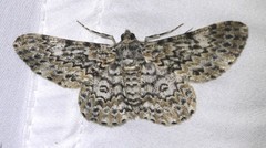 Cleora sabulata