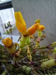 Hatiora salicornoides
