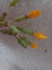 Hatiora salicornoides