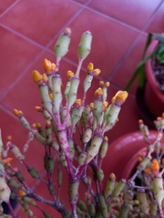 Hatiora salicornoides